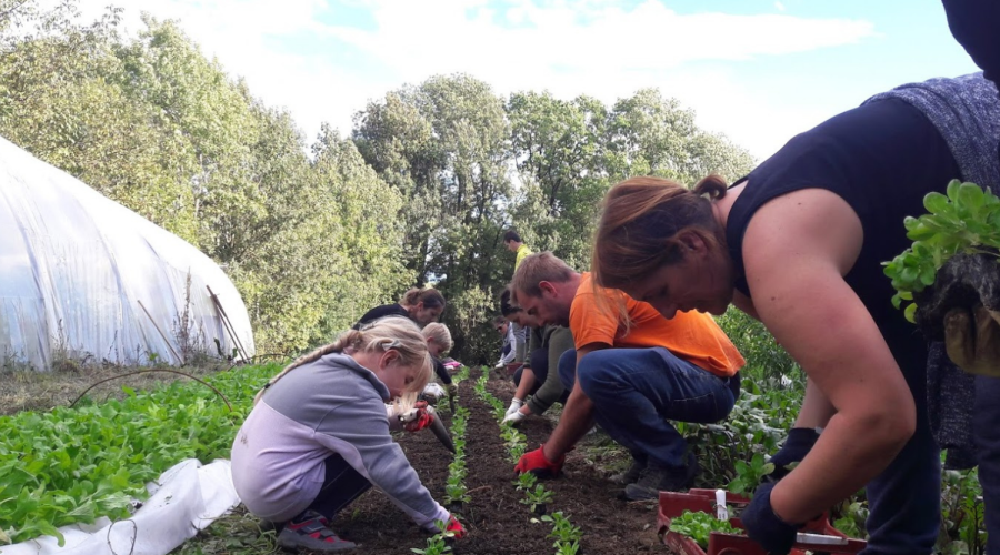 Potager de Maël